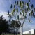 Во Франции появилось дерево, генерирующее энергию ветра