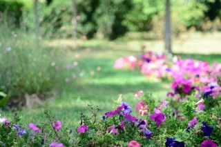 В Анапе высадят к концу месяца 45 тысяч цветов