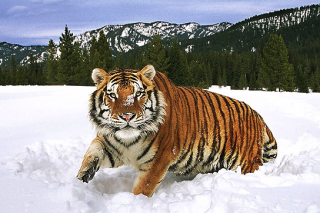Три «президентских» тигра успешно приспособились к дикой природе