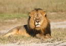 Расследование резонансного убийства известного льва Сесила подходит к завершению